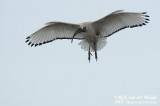 Heilige Ibis