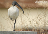 Heilige Ibis