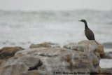 Bank's CormorantStictocarbo neglectus