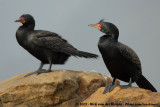 Crowned Cormorant<br><i>Microcarbo coronatus</i>