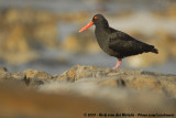 African Black OystercatcherHaematopus moquini