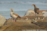 Egyptian GooseAlopochen aegyptiaca