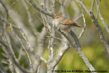 Grey-Backed CisticolaCisticola subruficapilla subruficapilla