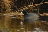 Eurasian Coot<br><i>Fulica atra atra</i>