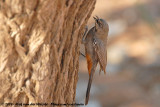 Chestnut-Vented Tit-BabblerParisoma subcaeruleum subcaeruleum