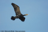 Great Cormorant<br><i>Phalacrocorax carbo sinensis</i>
