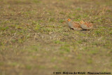 Grey Partridge<br><i>Perdix perdix perdix</i>