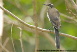 African Pied WagtailMotacilla aguimp vidua