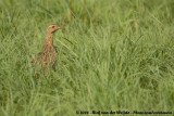 Grijsvleugelfrankolijn / Grey-Winged Francolin
