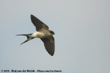 Kaapse Zwaluw / Greater Striped Swallow