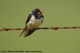 Barn Swallow<br><i>Hirundo rustica rustica</i>