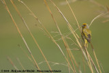 Geelkruinkanarie / Cape Canary