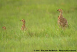 Grijsvleugelfrankolijn / Grey-Winged Francolin
