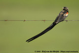 Hanenstaartwidavink / Long-tailed Widowbird