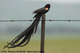 Hanenstaartwidavink / Long-tailed Widowbird