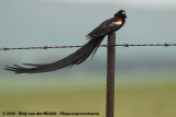 Hanenstaartwidavink / Long-tailed Widowbird