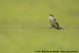 Kaapse Zwaluw / Greater Striped Swallow