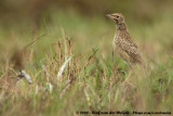 Sjirpleeuwerik / Spike-Heeled Lark