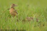 Sjirpleeuwerik / Spike-Heeled Lark
