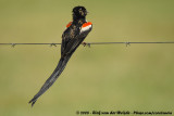 Hanenstaartwidavink / Long-tailed Widowbird