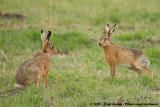 European Hare<br><i>Lepus europaeus europaeus</i>