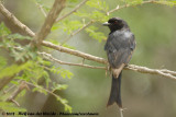 Fluweeldrongo / Fork-Tailed Drongo