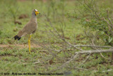 Lelkievit / African Wattled Lapwing