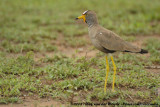 Lelkievit / African Wattled Lapwing