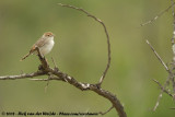 Ratelgraszanger / Rattling Cisticola