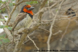 Zwarthalsbaardvogel / Black-Collared Barbet