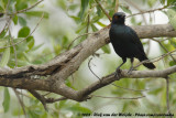Groenstaartglansspreeuw / Greater Blue-Eared Starling