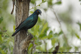 Greater Blue-Eared Starling (Groenstaartglansspreeuw)