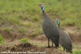 Helmparelhoen / Helmeted Guineafowl