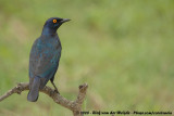 Roodschouderglansspreeuw / Cape Glossy Starling