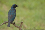 Roodschouderglansspreeuw / Cape Glossy Starling