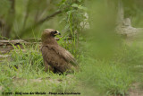Wahlbergs Arend / Wahlberg's Eagle