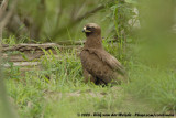 Wahlbergs Arend / Wahlberg's Eagle