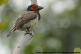 Zwarthalsbaardvogel / Black-Collared Barbet