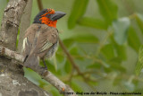 Zwarthalsbaardvogel / Black-Collared Barbet