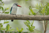 Senegalijsvogel / Woodland Kingfisher