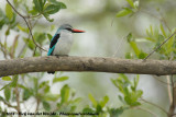 Senegalijsvogel / Woodland Kingfisher