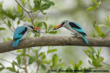 Senegalijsvogel / Woodland Kingfisher