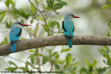 Senegalijsvogel / Woodland Kingfisher