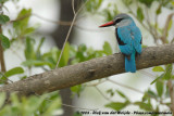 Senegalijsvogel / Woodland Kingfisher