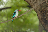 Senegalijsvogel / Woodland Kingfisher