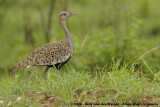Zuid-Afrikaanse Kuiftrap / Red-Crested Korhaan
