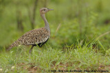 Zuid-Afrikaanse Kuiftrap / Red-Crested Korhaan