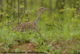 Zuid-Afrikaanse Kuiftrap / Red-Crested Korhaan