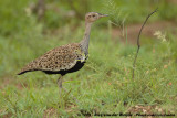 Zuid-Afrikaanse Kuiftrap / Red-Crested Korhaan