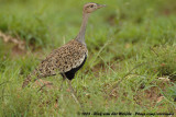 Zuid-Afrikaanse Kuiftrap / Red-Crested Korhaan